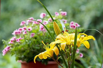 Image showing Detail of flowering yellow lily