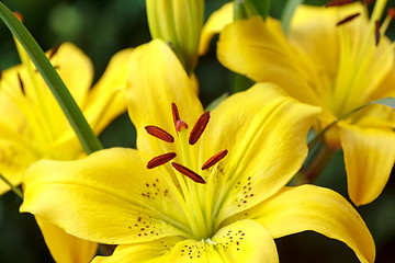 Image showing Detail of flowering yellow lily