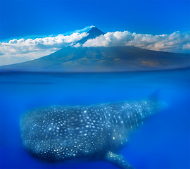 Image showing Whale shark below