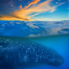 Image showing Whale shark below