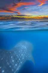 Image showing Whale shark below