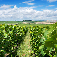 Image showing Vineyard landscape, Montagne de Reims, France