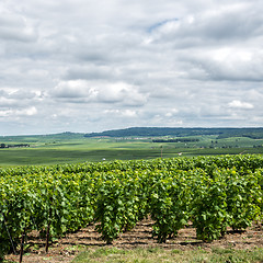 Image showing Vineyard landscape, Montagne de Reims, France