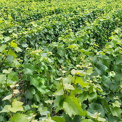 Image showing Vineyard landscape