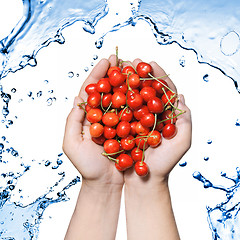 Image showing hands holding red cherry isolated on white