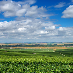 Image showing Vineyard landscape, Montagne de Reims, France