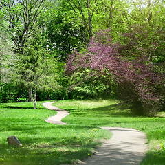 Image showing green park in spring