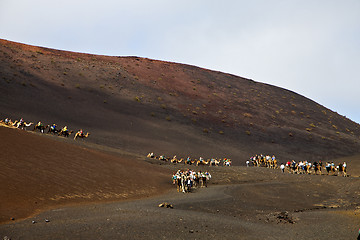 Image showing people timanfaya africa front brown dromedary  