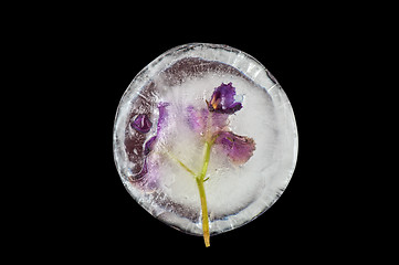 Image showing violet flowers frozen at ice