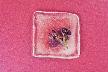 Image showing violet flowers frozen at ice