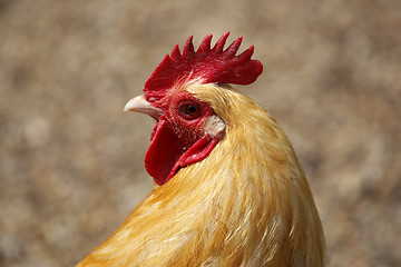 Image showing farmyard chicken