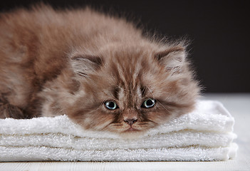 Image showing british long hair kitten