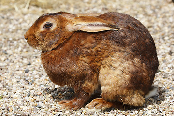 Image showing brown rabbit