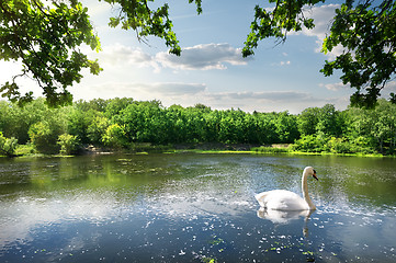 Image showing Swan on the river