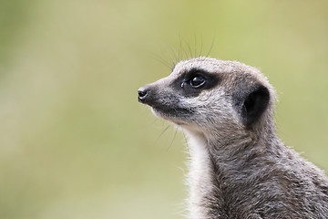 Image showing single meerkat