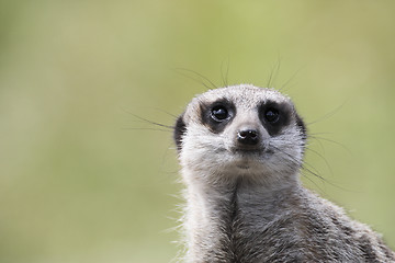 Image showing single meerkat