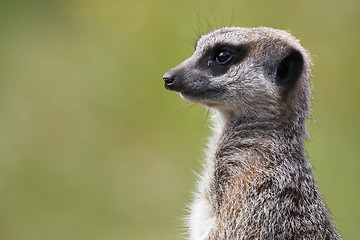 Image showing single meerkat