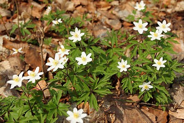 Image showing Anemones