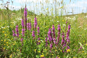 Image showing Purple loosestrife