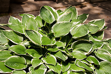 Image showing Hostas