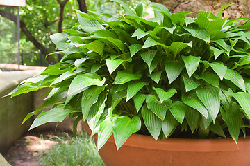 Image showing Hostas