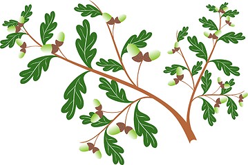 Image showing Oak branch