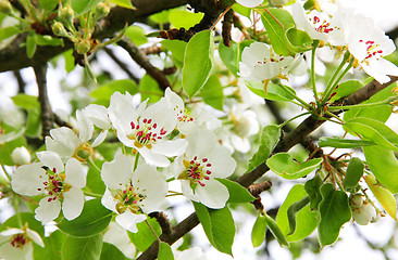 Image showing Apple blossoms in spring 