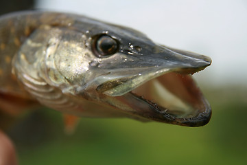 Image showing Portrait of pickerel