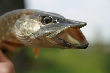 Image showing Portrait of pickerel