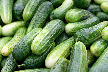 Image showing Cucumber