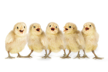 Image showing Cute Yellow Baby Chicks Lined Up Singing