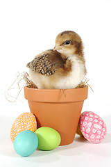 Image showing Holiday Themed Image With Baby Chicks and Eggs
