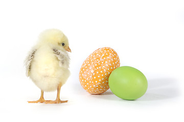 Image showing Holiday Themed Image With Baby Chicks and Eggs