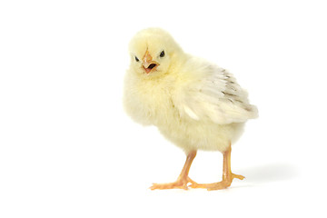 Image showing Adorable Baby Chick Chicken on White Background