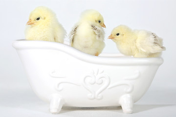 Image showing Adorable Baby Chicks in a Bathtub