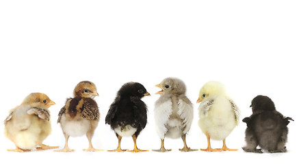 Image showing Many Baby Chick Chickens Lined Up on White