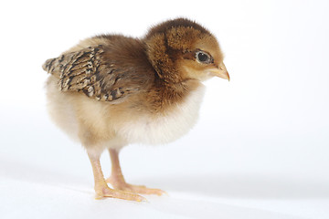 Image showing Adorable Baby Chick Chicken on White Background