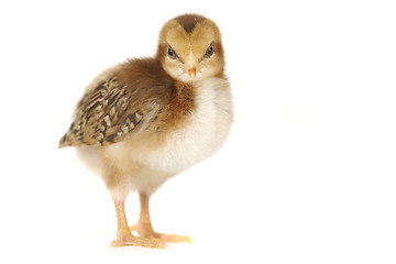 Image showing Adorable Baby Chick Chicken on White Background