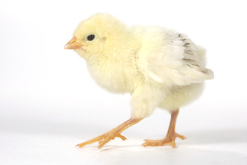 Image showing Adorable Baby Chick Chicken on White Background