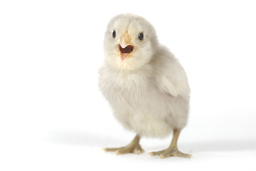 Image showing Adorable Baby Chick Chicken on White Background