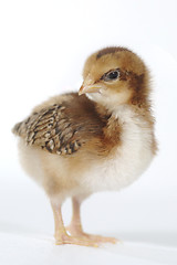 Image showing Adorable Baby Chick Chicken on White Background