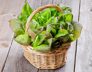 Image showing Butterhead Lettuce