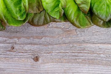 Image showing Butterhead Lettuce