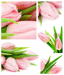Image showing Tulips Collection