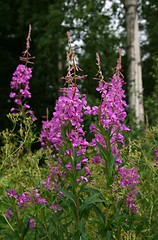 Image showing Fireweed