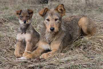 Image showing Dogs family