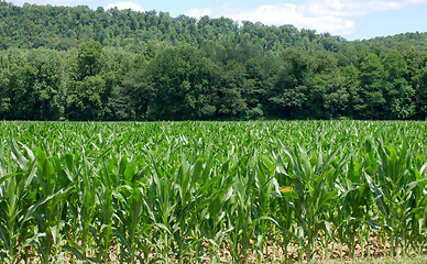 Image showing Knee High By The Fourth Of July