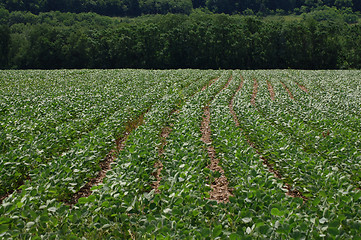 Image showing Crop Contour