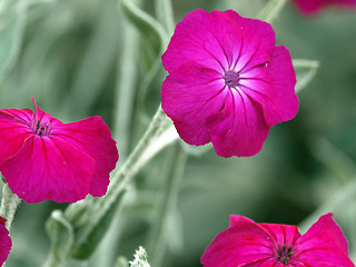 Image showing pink flowers