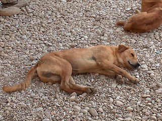 Image showing A stray hungry dog lying on a ground.